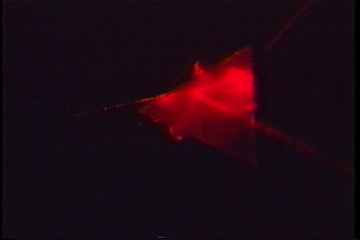 Red laser refracting through a prism